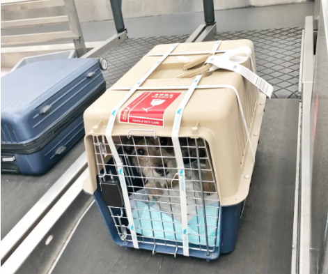 南昌宠物托运 宠物托运公司 机场宠物托运 宠物空运